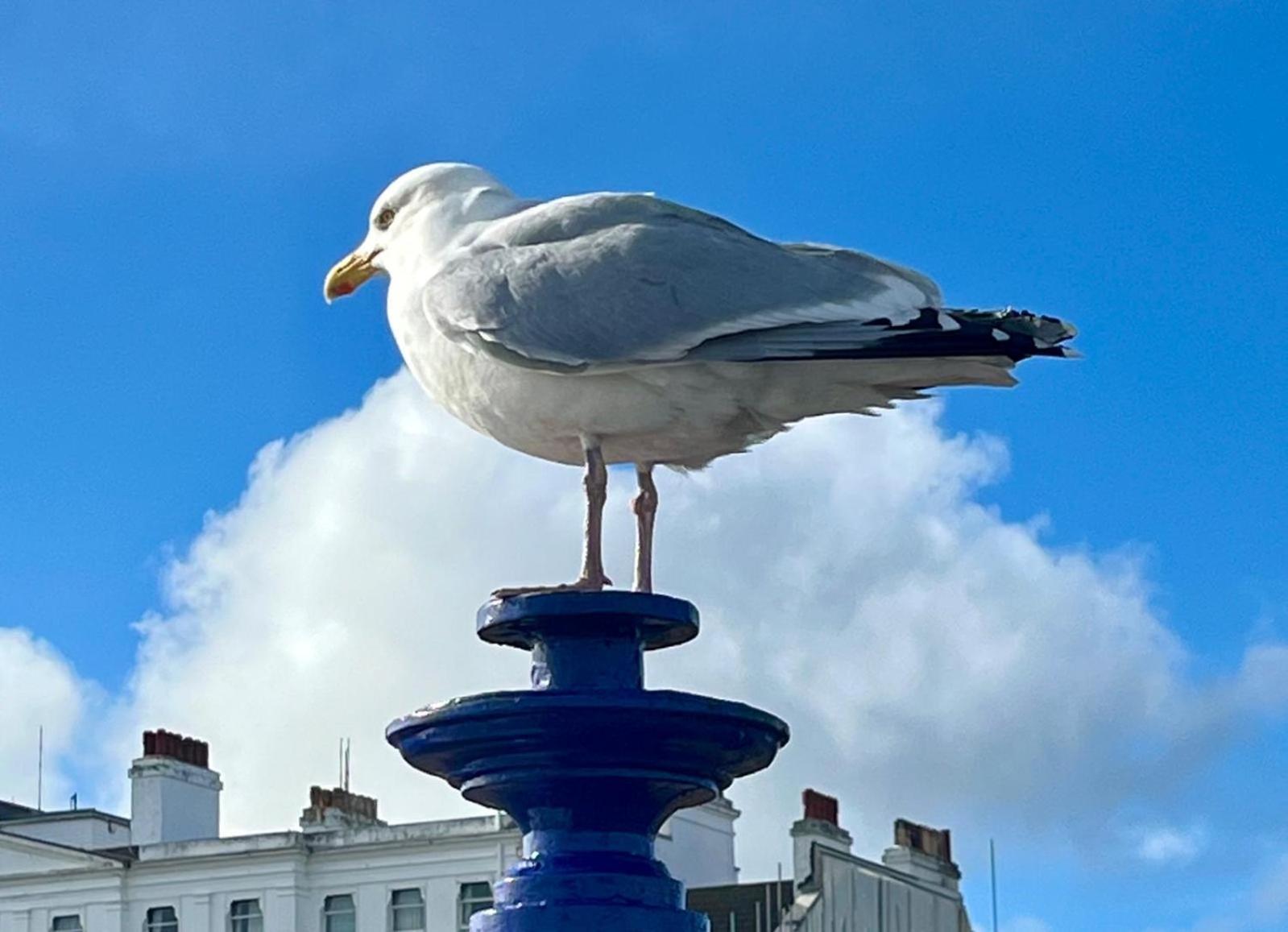 "The Parlour" Seafront Apartment Eastbourne Zewnętrze zdjęcie